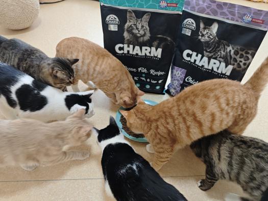 野性守护，益路同行 Charm野性魅力三大公益行动落地，30余吨北美原装猫粮驰援流浪动物